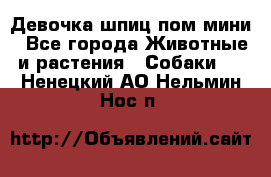 Девочка шпиц пом мини - Все города Животные и растения » Собаки   . Ненецкий АО,Нельмин Нос п.